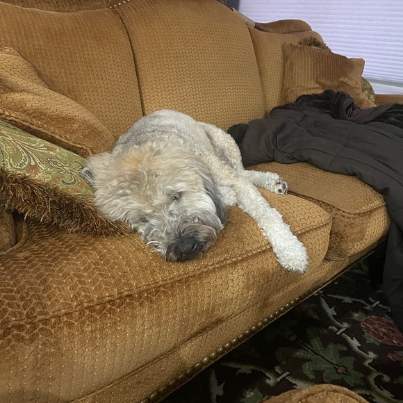 Meet your Posher, Steve - Picture 1 of 1